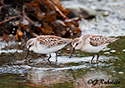 Calidris mauri